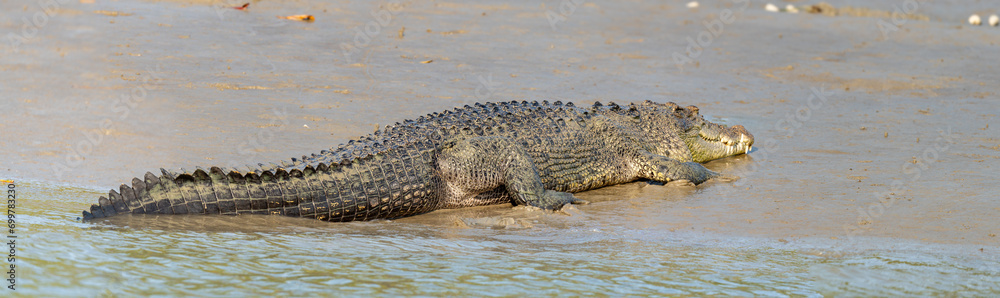 Saltwater Crocodile from Sundarbans Swamps Saltwater Crocodile from Sundarbans Swamps