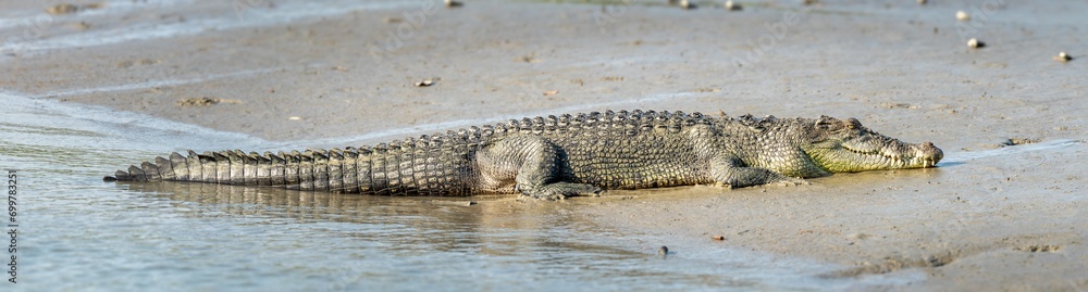Saltwater Crocodile from Sundarbans Swamps Saltwater Crocodile from Sundarbans Swamps