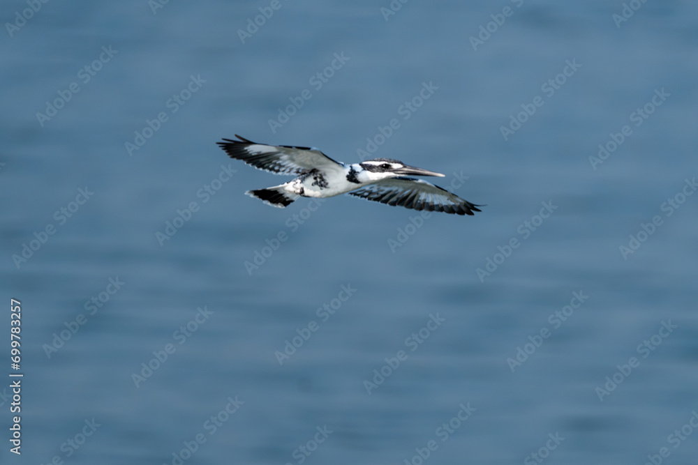 The pied kingfisher (Ceryle rudis) The pied kingfisher (Ceryle rudis)