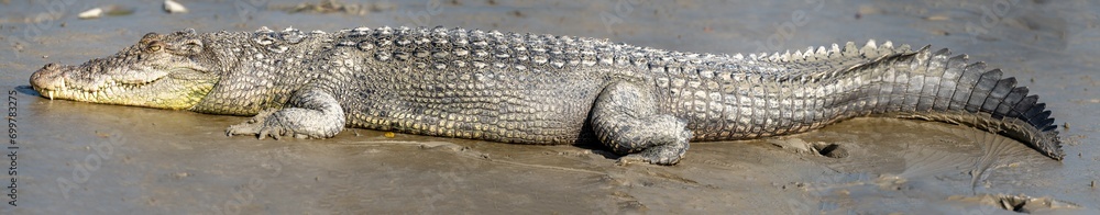 Saltwater Crocodile from Sundarbans Swamps Saltwater Crocodile from Sundarbans Swamps