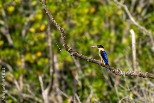 The black-capped kingfisher (Halcyon pileata) photo