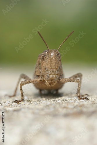 Frontal closeup on a Broad Green-winged Grasshopper , Aiolopus strepens sitting on a stone