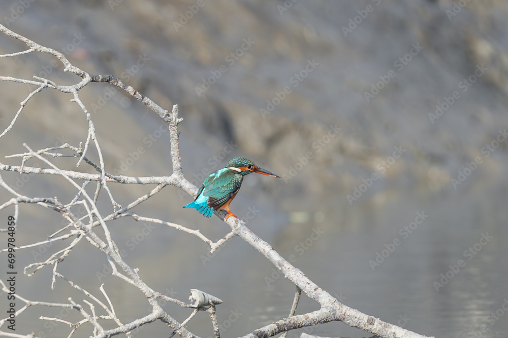 The common kingfisher (Alcedo atthis), also known as the Eurasian kingfisher The common kingfisher (Alcedo atthis), also known as the Eurasian kingfisher