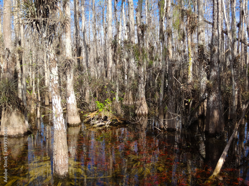 Nature s Kaleidoscope: The Colorful Everglades Swamps at Florida Nature s Kaleidoscope: The Colorful Everglades Swamps at Florida