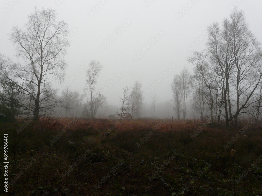 Obraz premium An evocative British woodland on a misty day