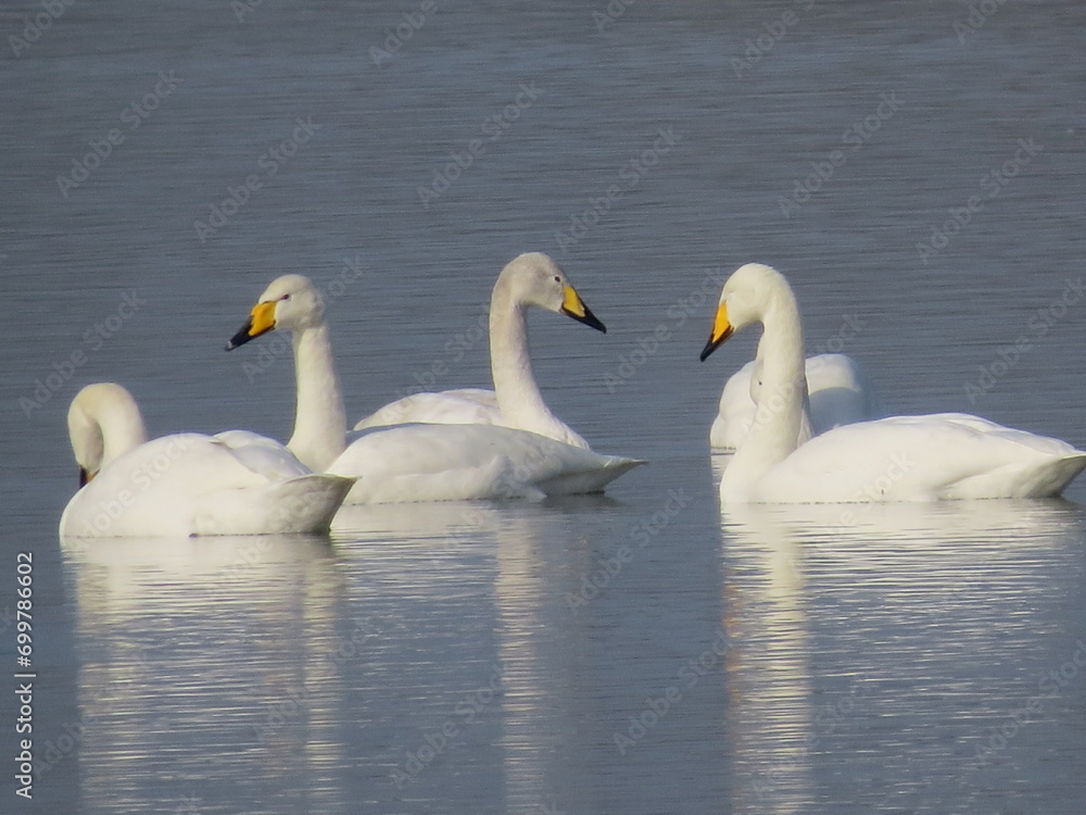Whooper Swans (Cygnus cygnus) on a lake