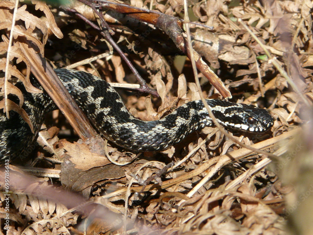 Adder (Vipera berus), a European snake that's the only venomous reptile in the UK Adder (Vipera berus), a European snake that's the only venomous reptile in the UK
