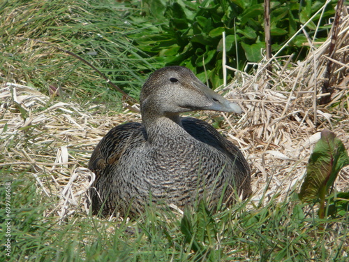 A female Eider Duck (Somateria mollissima) on a nest in the UK