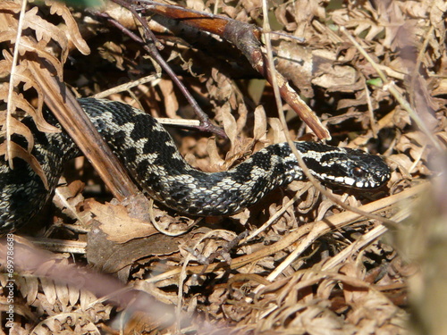 Adder (Vipera berus), a European snake that's the only venomous reptile in the UK