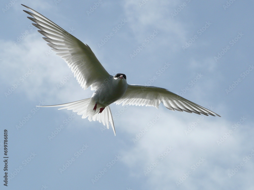 Fototapeta premium Arctic Tern (Sterna paradisaea) in flight