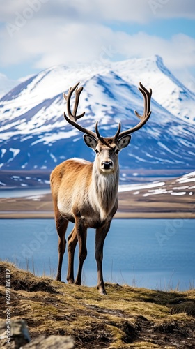 Reindeer of Iceland looking at camera with a lake and snowy mountains in the background