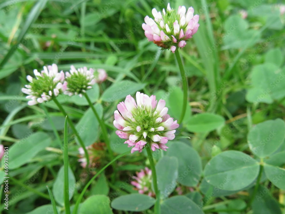 Strawberry Clover flowers (Trifolium fragiferum) Strawberry Clover flowers (Trifolium fragiferum)