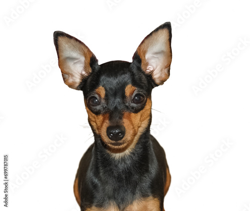 Dog Prager Rattler (Prague Ratter) Isolated On White Background Pictures