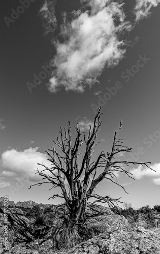 Natural skeleton, still life, Sierra de La Cabrera, Madrid.