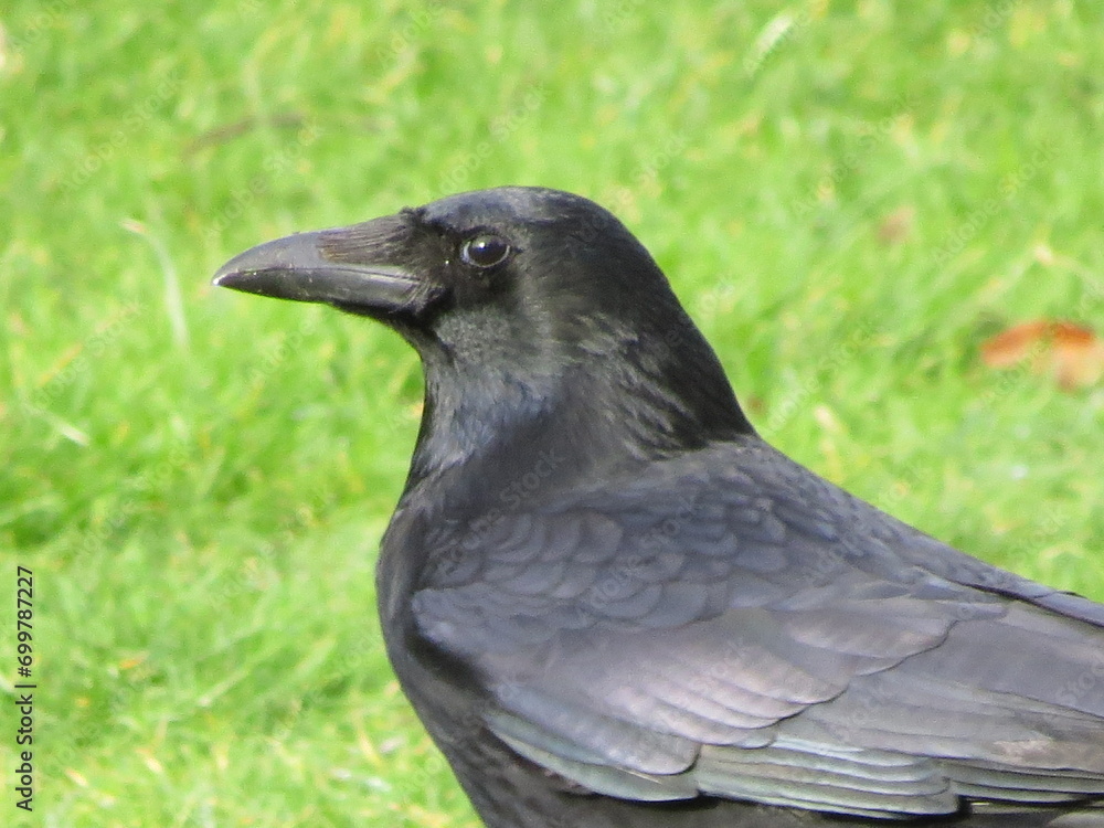 Carrion Crow (Corvus corone), United Kingdom Carrion Crow (Corvus corone), United Kingdom