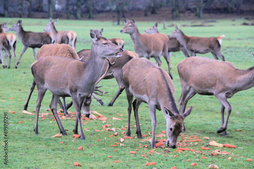 Fototapeta Naklejka Na Ścianę i Meble -  A view of a Herd of Red Deer