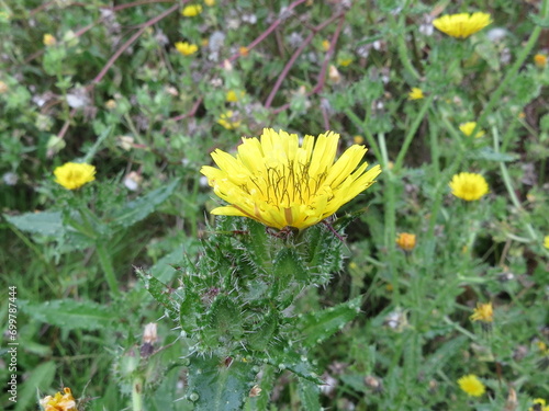 Bristly Oxtongue flowers (Helminthotheca echioides)