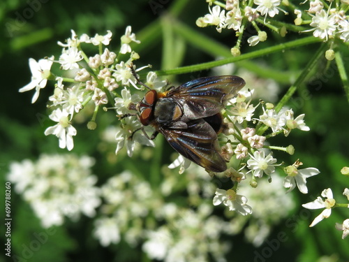 Phasia hemiptera, a tachinid fly photo