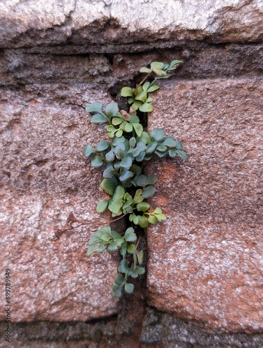 Wall-rue Fern (Asplenium ruta-muraria) growing from an urban wall photo