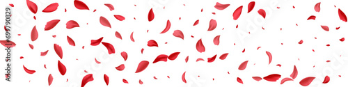 Pink Cherry Falling Vector White Panoramic