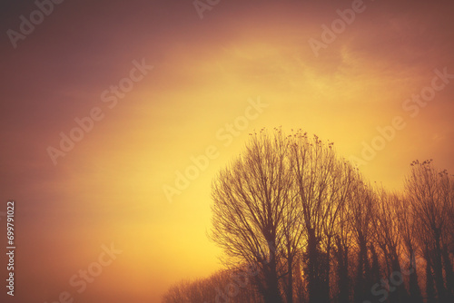 Silhouette of bare trees in early misty morning