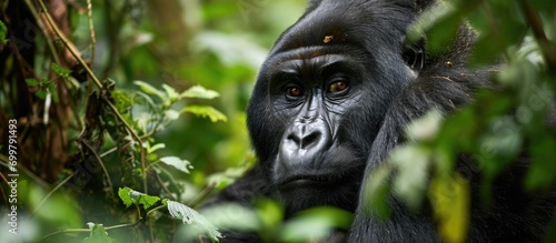 Gorilla in Congo's Odzala-Kokoua National Park.