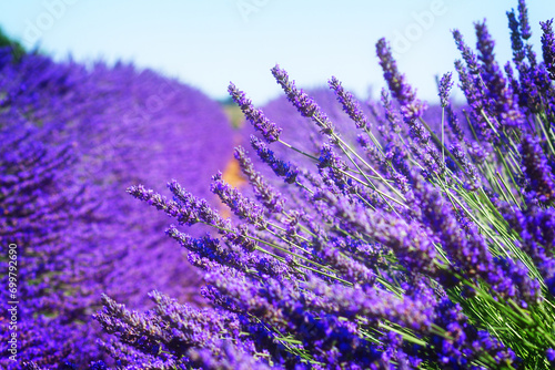 Lavender field with summer blue sky close up  France  retro toned