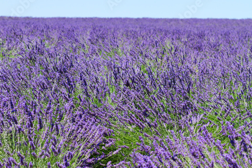 Lavender growing flowers close up in summer field  France