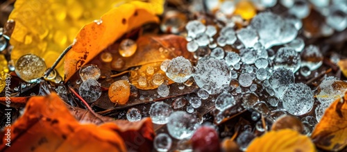 Ice pellets on autumn foliage