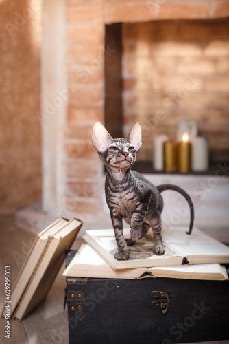 An inquisitive Sphynx cat adding a whimsical touch to the vintage setup. Pet at home 
