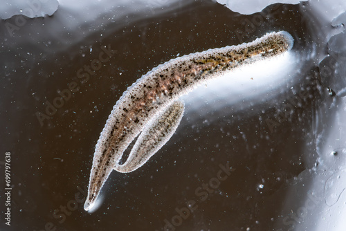 freshwater jawless leech photo