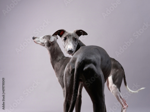 Elegant Italian Greyhounds dogs in studio. A pair of svelte pets poses gracefully against a soft grey backdrop, their slender forms and gentle expressions © annaav