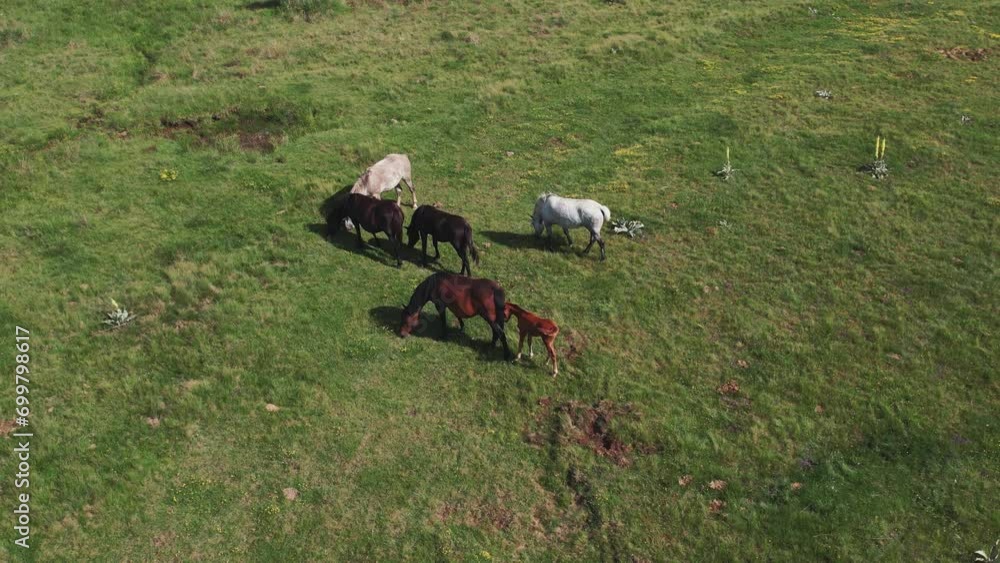 Wilde horses herd grazing on mountian meadow, aerial slow motion shot Wilde horses herd grazing on mountian meadow, aerial slow motion shot