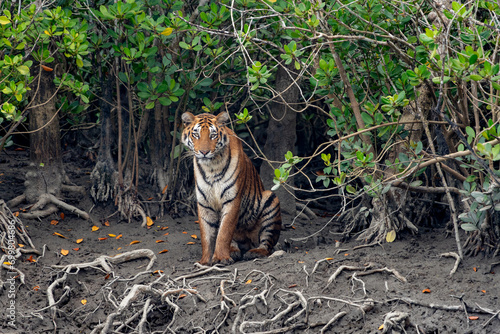 The Bengal tiger from mangroves of Sundarbans. photo