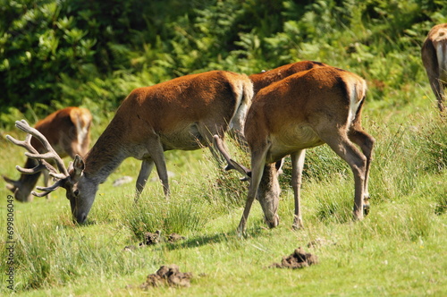 Red Deer  Cervus elaphus  on the Isle of Jura an inner Hebridean Island in Scotland  UK