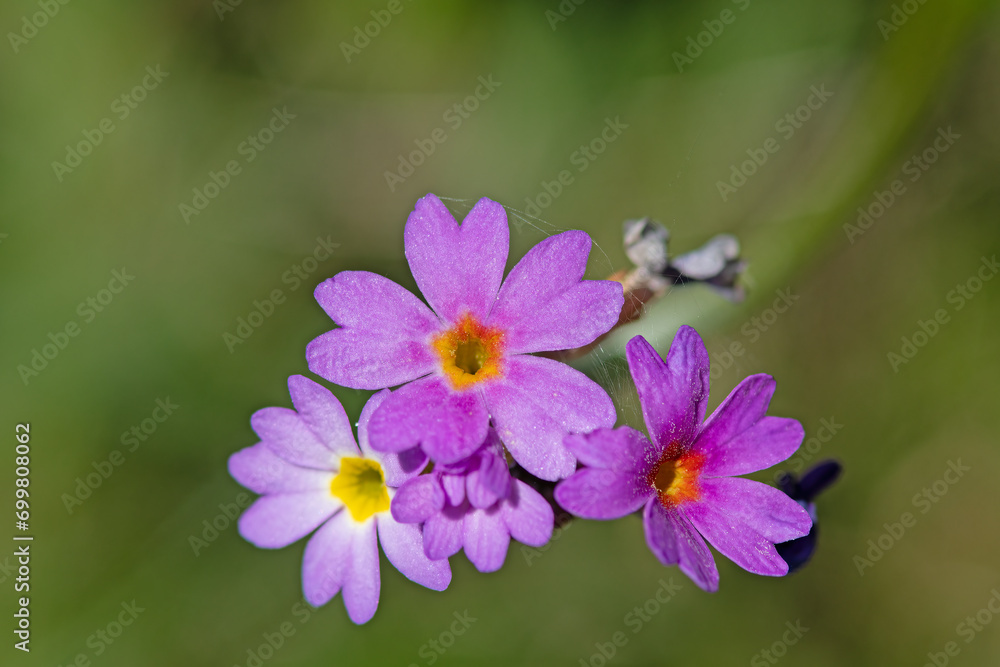 Pink-coloured flower species growing on the banks of streams in the Black Sea mountains in Turkey. Primula auriculata L. Pink-coloured flower species growing on the banks of streams in the Black Sea mountains in Turkey. Primula auriculata L.
