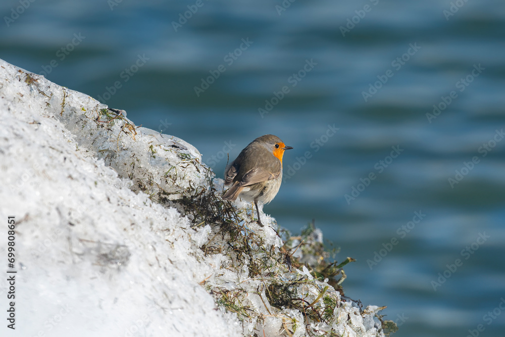 European Robin, Erithacus rubecula, on a snowdrift by the lake. European Robin, Erithacus rubecula, on a snowdrift by the lake.