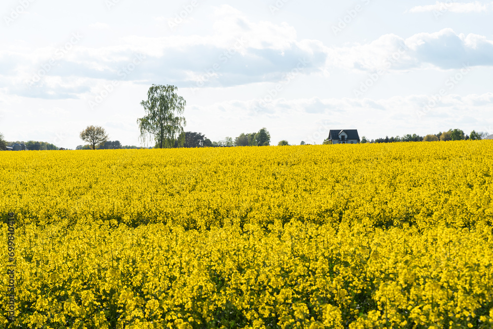 Sunny day over a vibrant field of blooming rapeseed