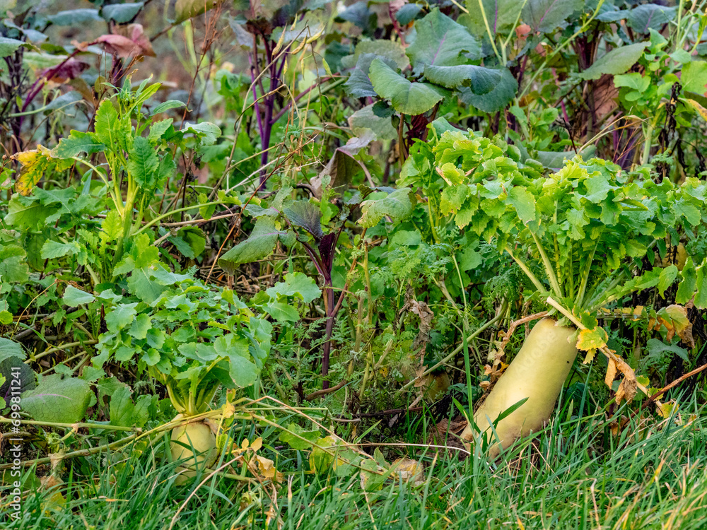 Fototapeta premium Steckrüben im Feld