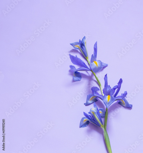 blue irises on purple paper background