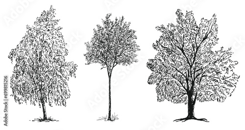 Hand drawn vector illustration of different deciduous trees silhouettes with foliage isolated on white background