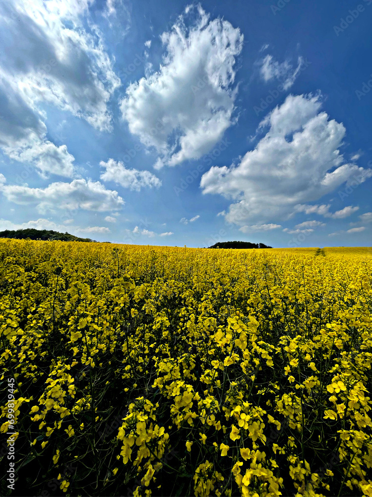 Obraz premium rapeseed