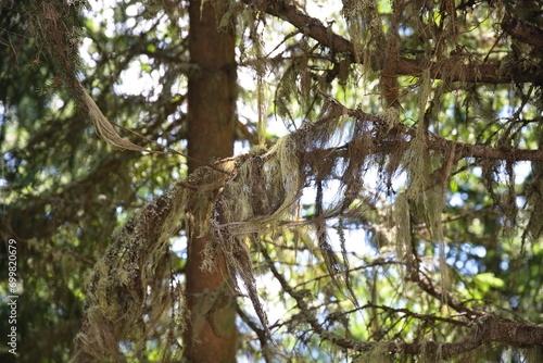 Louisianamoos oder Tillandsie am Baum hängend photo