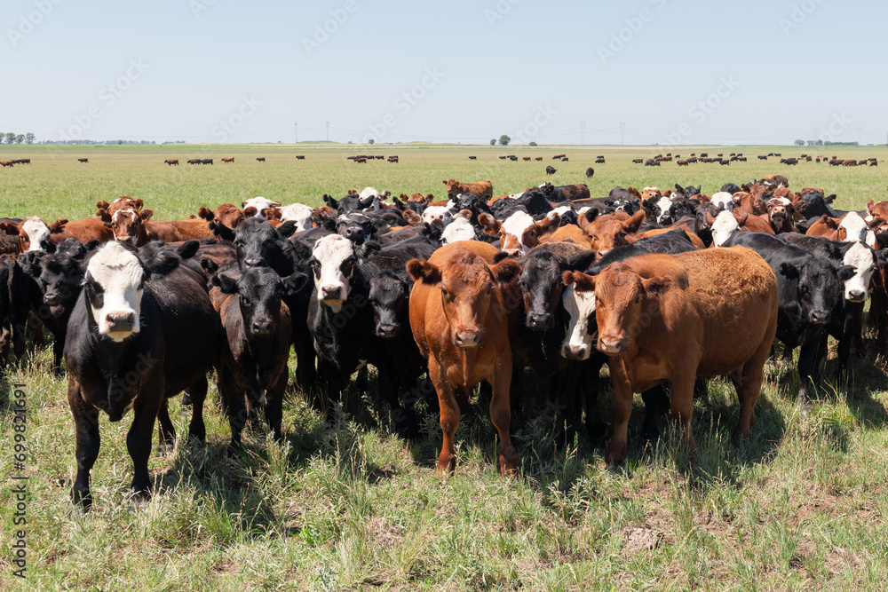 Fototapeta premium Herd of cows