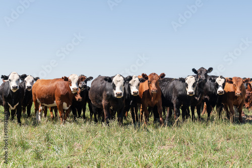 Wallpaper Mural Herd of cows Torontodigital.ca