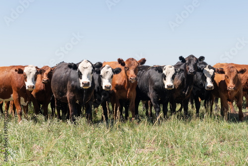 Wallpaper Mural Herd of cows Torontodigital.ca