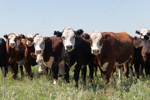 Herd of cows © nickalbi
