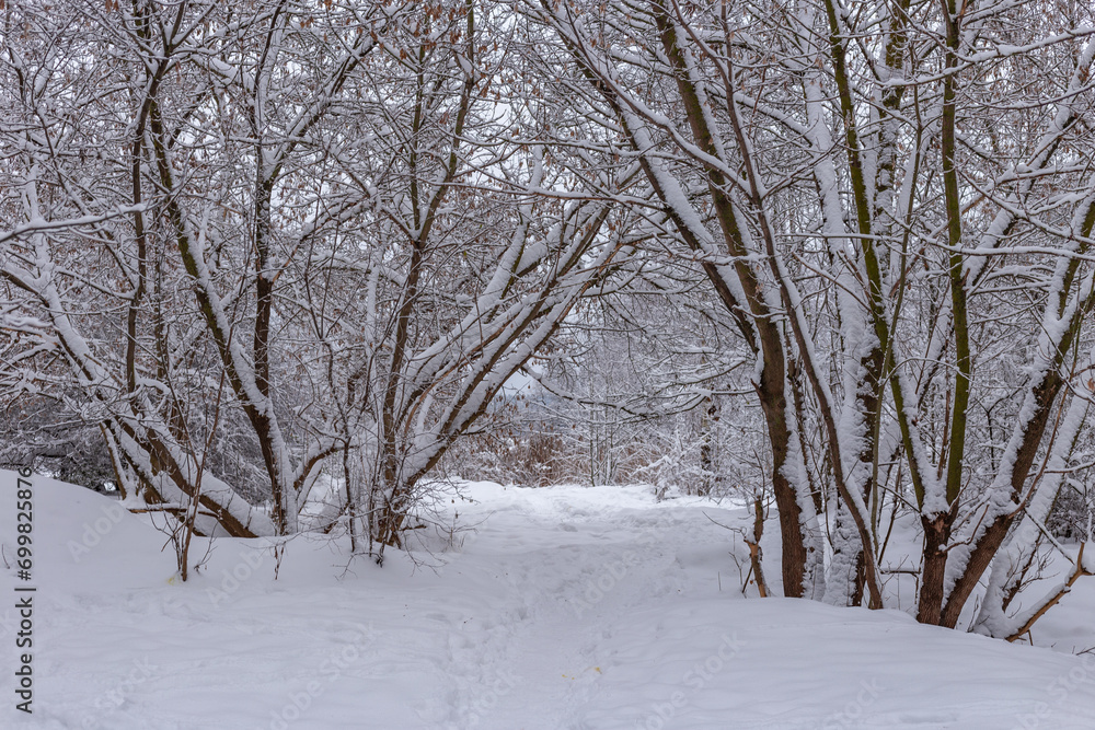 Snow covered trees in the forest in winter Snow covered trees in the forest in winter