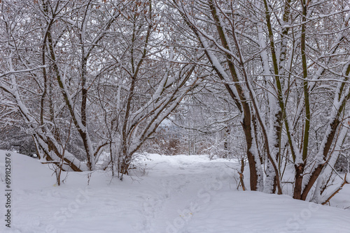 Snow covered trees in the forest in winter © Photo by ERIKS ROZE