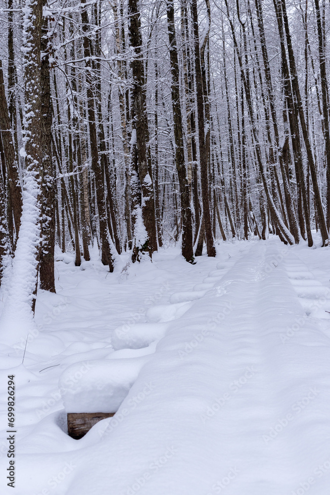 Fototapeta premium Snow covered trees in the forest in winter
